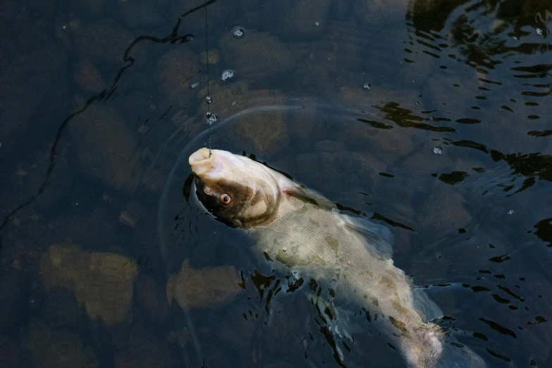 a dead fish floating in a body of water, unsplash, charon, eating, full frame image, with a long white
