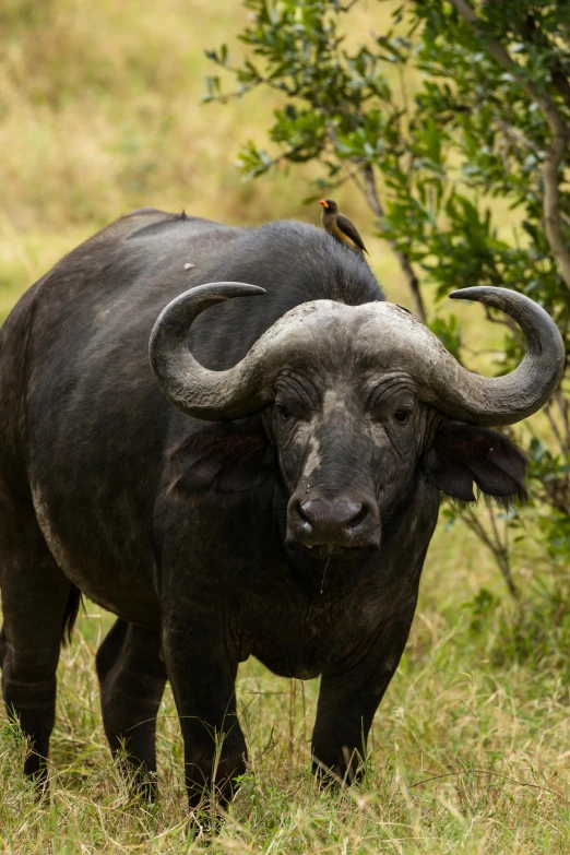 an animal that is standing in the grass, on the african plains, up close, scowling, roshan