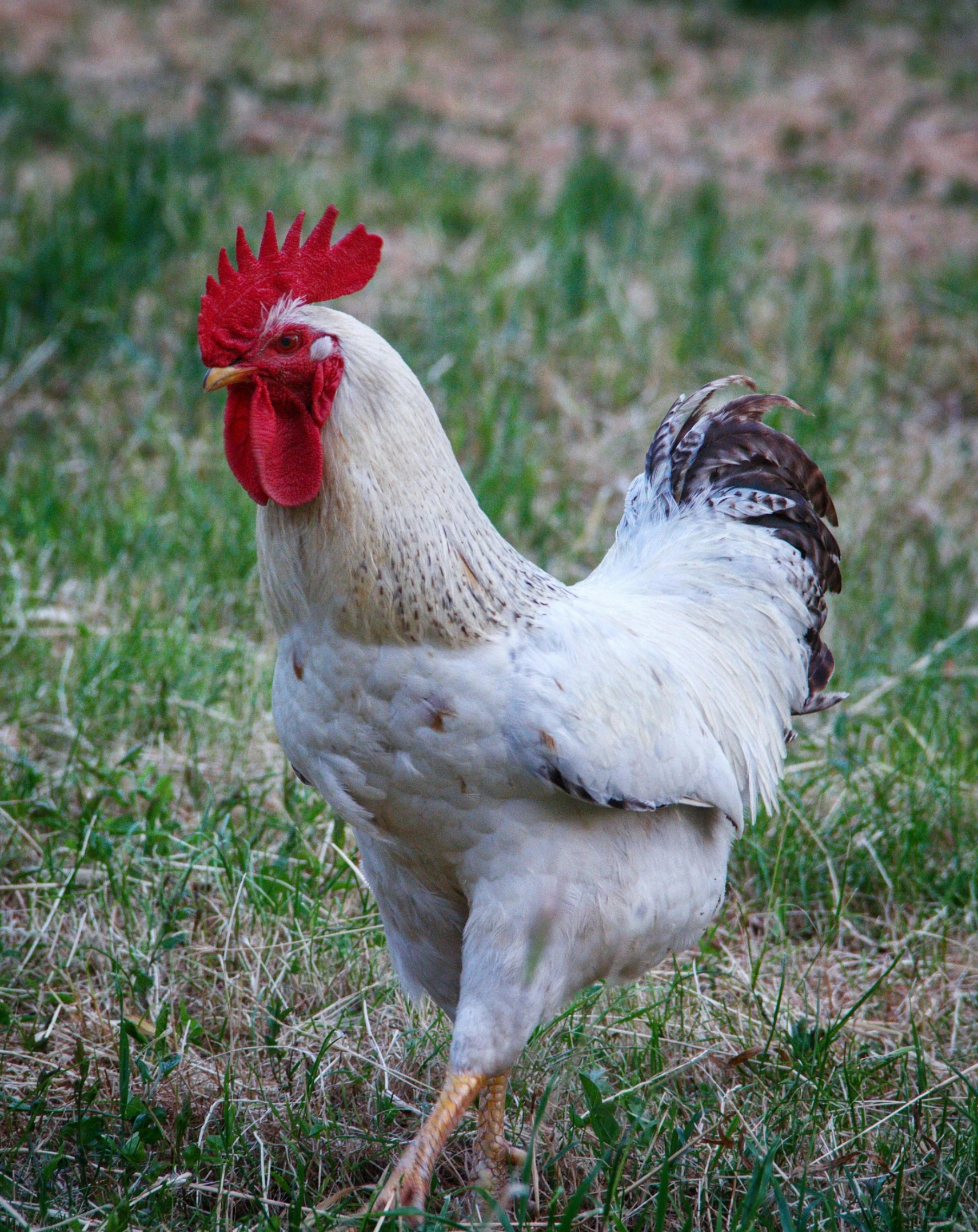 a white rooster standing on top of a grass covered field, profile image