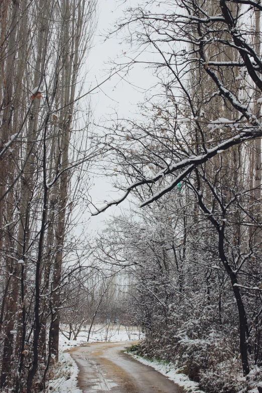 a dirt road surrounded by trees covered in snow, by Muggur, weeping willows, ((forest)), complex and intricate, a park