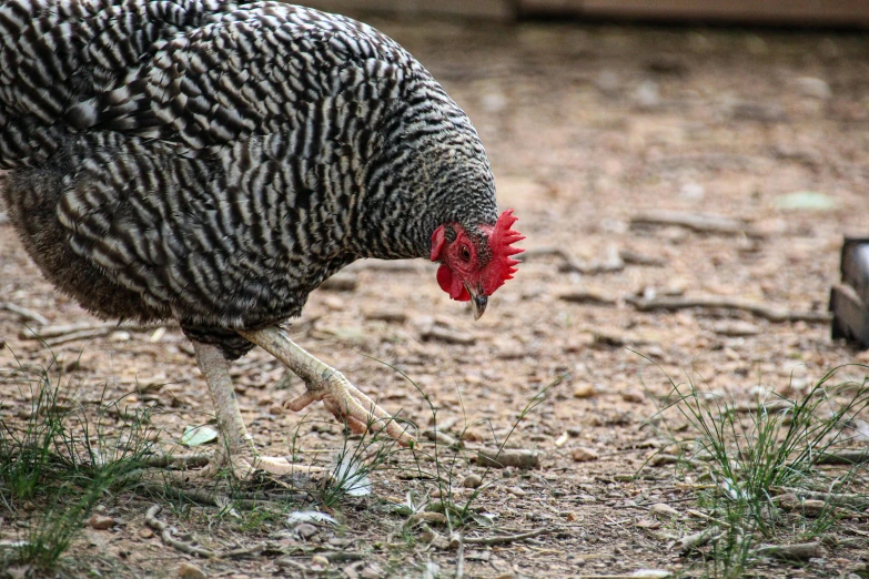 a chicken that is walking around in the dirt, unsplash, renaissance, profile image, fan favorite, grey, birdseye view