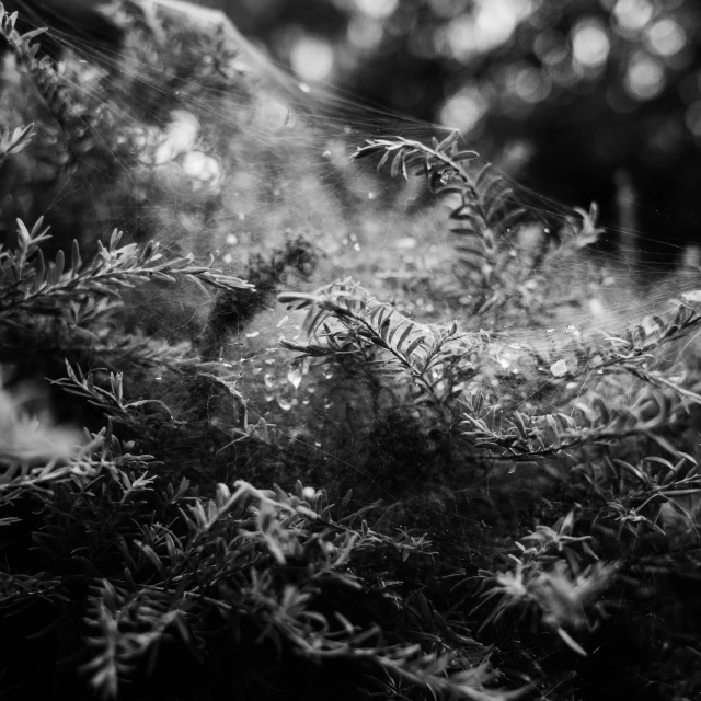 a black and white photo of a spider web, by Kristian Zahrtmann, net art, fantasy magical vegetation, portrait image, evergreen branches, nature photo