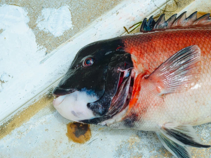 a close up of a fish on a tile floor, a photo, unsplash, sōsaku hanga, blood in the seahighly, cocky smirk, ocean dept, profile image