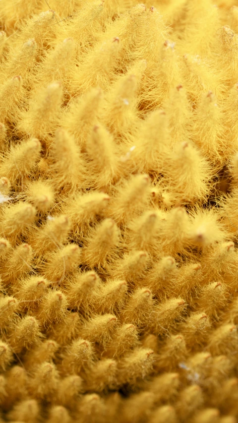 a close up of a pile of yellow wool, a macro photograph, by Attila Meszlenyi, hurufiyya, bottlebrush, protozoa, museum quality photo, high angle close up shot