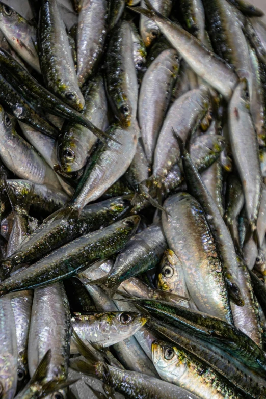 a pile of small fish sitting on top of a table, full of silver layers, looking towards the camera, uncrop, greens