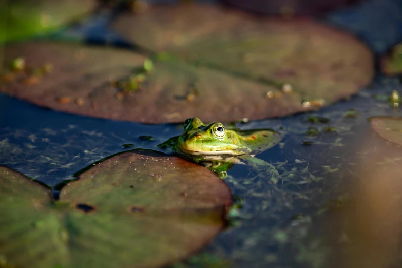a frog sitting on top of lily pads in a pond, by Adam Marczyński, pexels contest winner, renaissance, forward facing, outdoor photo, illustration”, sheltering under a leaf