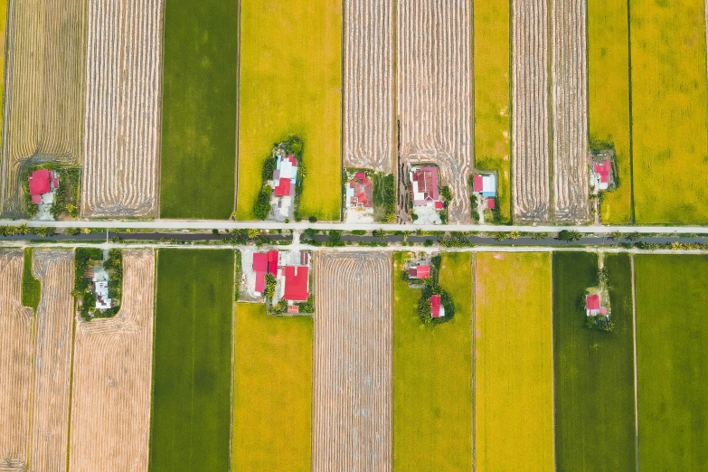 an aerial view of a row of houses in a field, unsplash contest winner, color field, square lines, vietnam, semi - realism, 15081959 21121991 01012000 4k