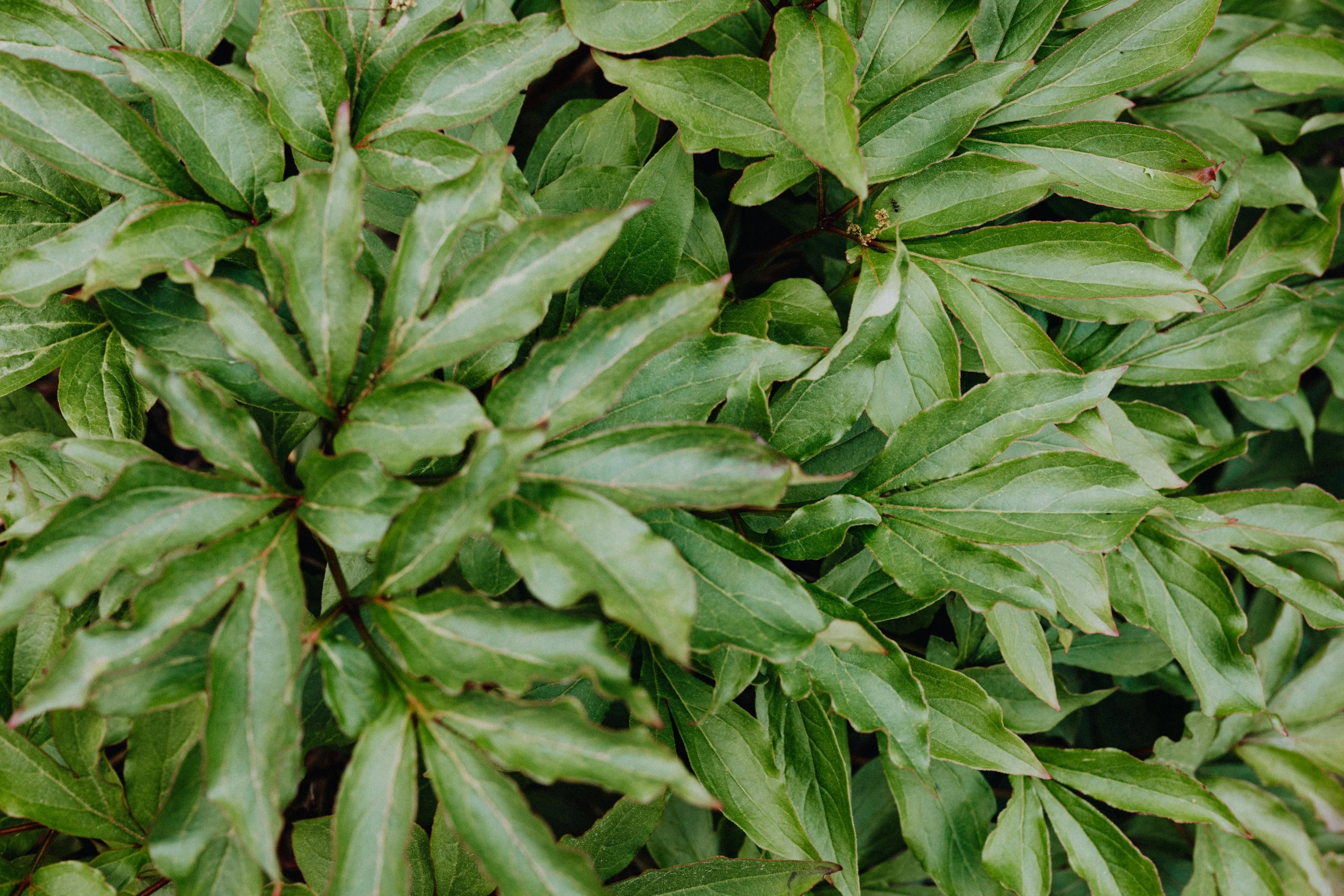 a close up of a plant with green leaves, unsplash, hurufiyya, wide overhead shot, lush landscaping, commercially ready, no cropping