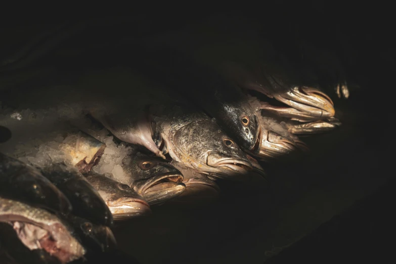 a bunch of fish sitting on top of a table, by Jan Tengnagel, trending on pexels, dark moody light, brown, graphic print, woodfired