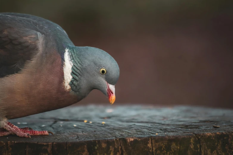 a pigeon sitting on top of a piece of wood, a portrait, trending on pexels, having a snack, multicoloured, grey, brown