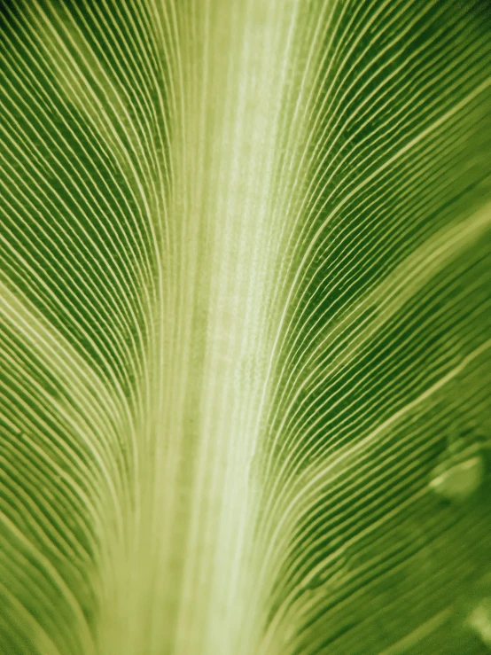 a close up view of a green leaf