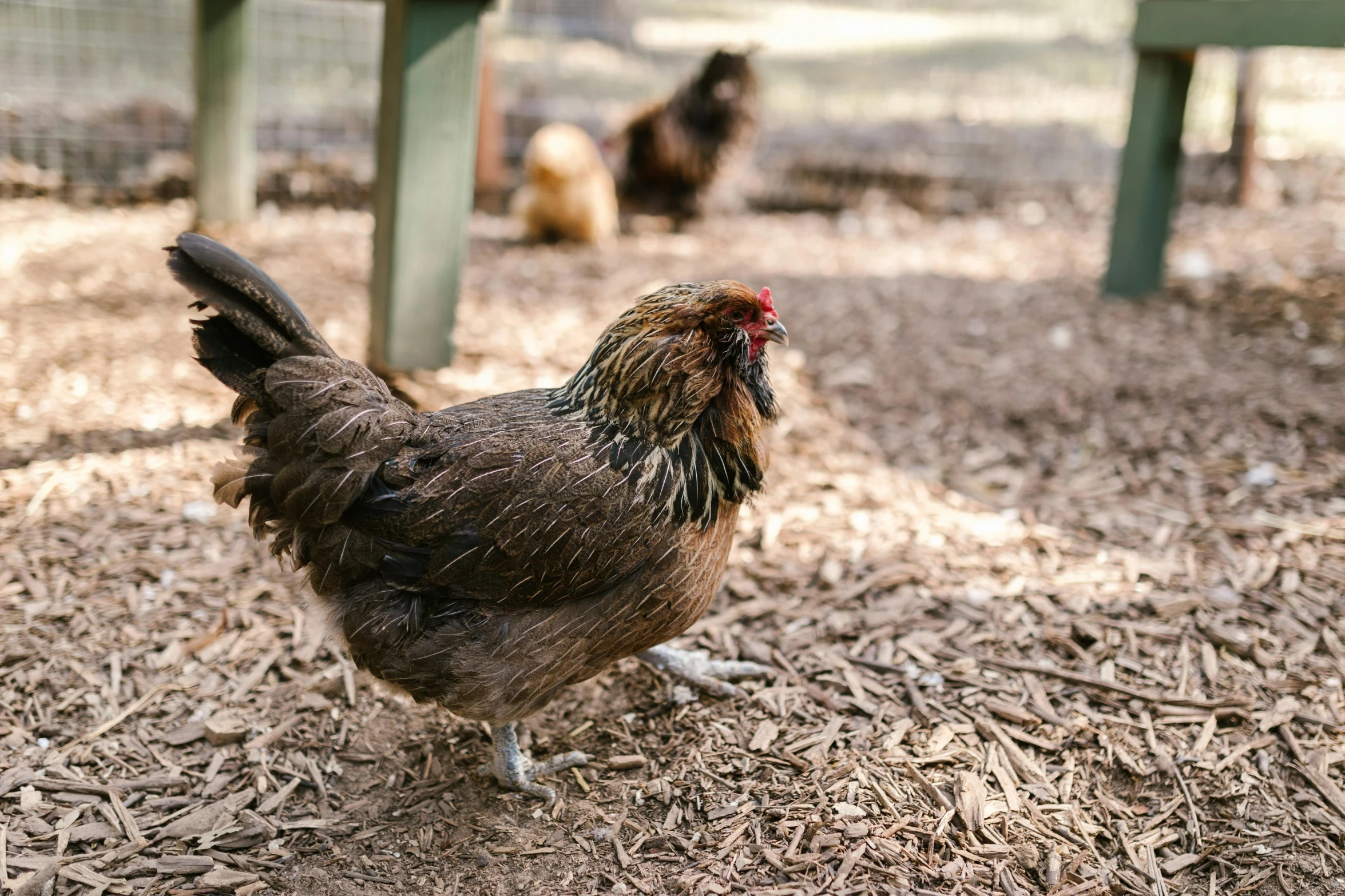 a chicken that is standing in the dirt, outside in a farm, profile image, “ iron bark, brown