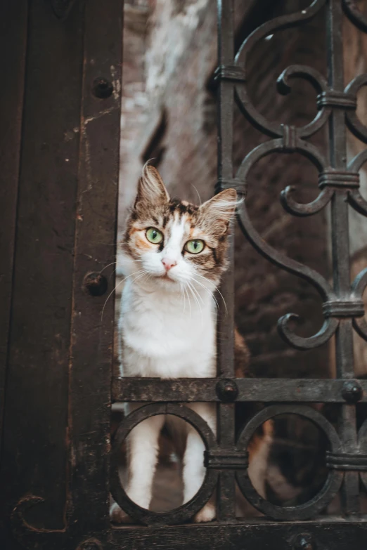 a cat that is looking out of a window, by Niko Henrichon, pexels contest winner, renaissance, standing astride a gate, wide eyed, leaning on door, mixed animal