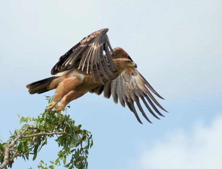 a hawk landing on top of a tree branch, by Peter Churcher, pexels contest winner, hurufiyya, fearow, high quality photo, unmistakably kenyan, australian