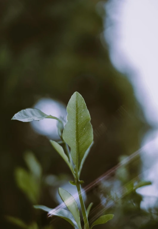 a close up of a plant with a blurry background, trending on unsplash, happening, made of leaves, low quality photo, classical, high angle shot