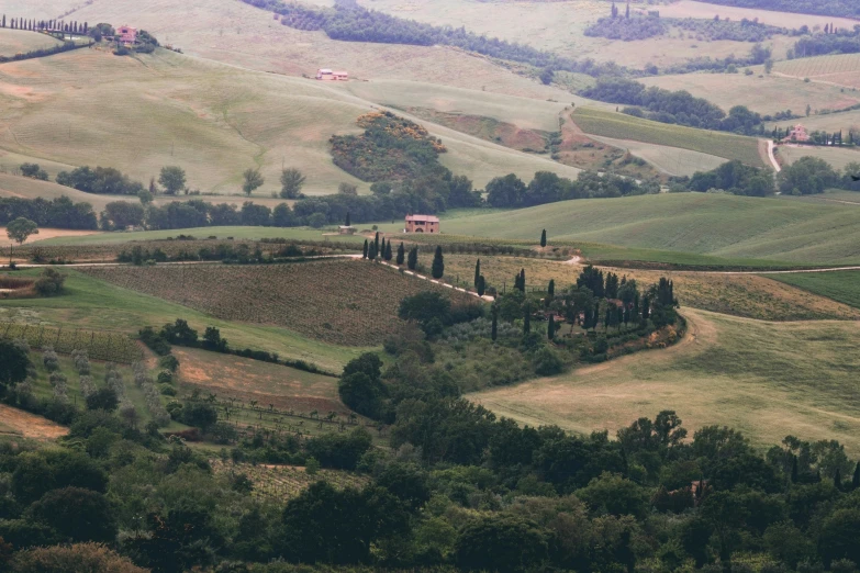 a herd of sheep grazing on top of a lush green hillside, by Peter Churcher, pexels contest winner, renaissance, bargello, terracotta, cypresses, hazy and misty