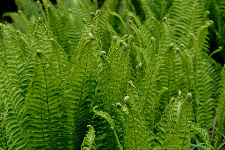 a close up of a bunch of green plants, tree ferns, giant eyes in the grass, gushy gills and blush, a pair of ribbed
