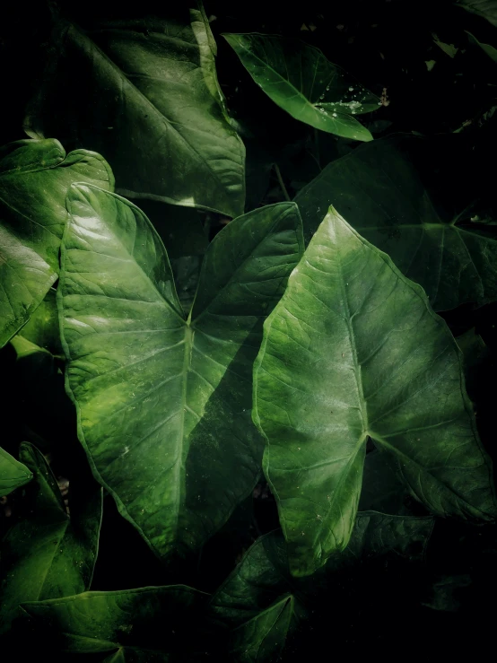 a close up of a plant with green leaves, an album cover, inspired by Elsa Bleda, trending on unsplash, sumatraism, dark jungle, poison ivy, ignant, magnolia big leaves and stems