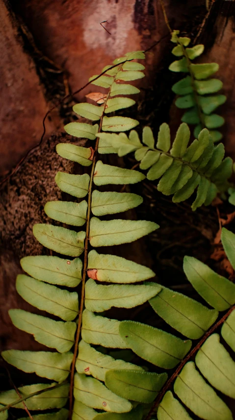 a close up of a fern leaf on a rock, an album cover, by Elsa Bleda, trending on pexels, hurufiyya, a wooden, eucalyptus, 256435456k film, high angle shot