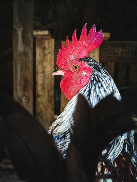 a close up of a rooster in a barn, a portrait, unsplash, coloured photo, profile image, off camera flash, a high angle shot