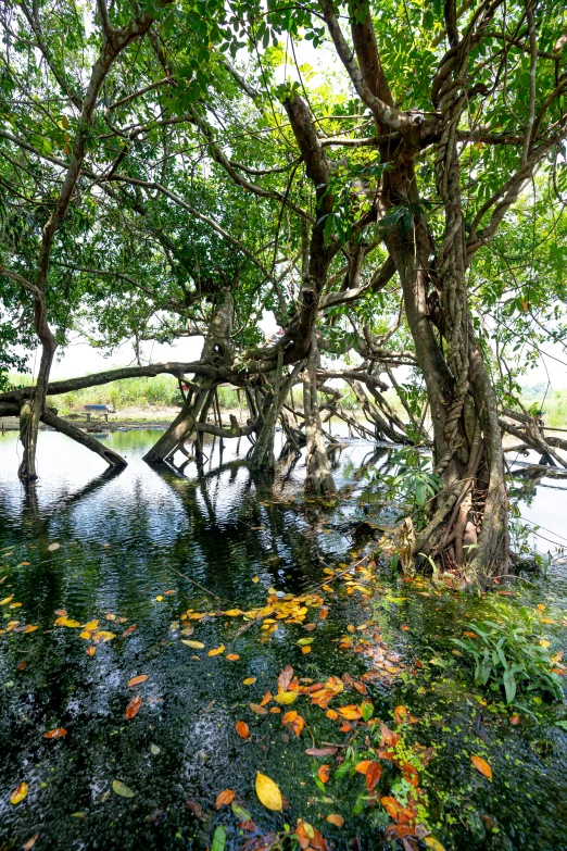 a body of water surrounded by trees and leaves, mangrove trees, vines hanging over the water, old trees, sri lanka