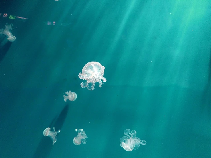 a group of jellyfish floating on top of a body of water, teal aesthetic, intense sunlight, slide show, fan favorite