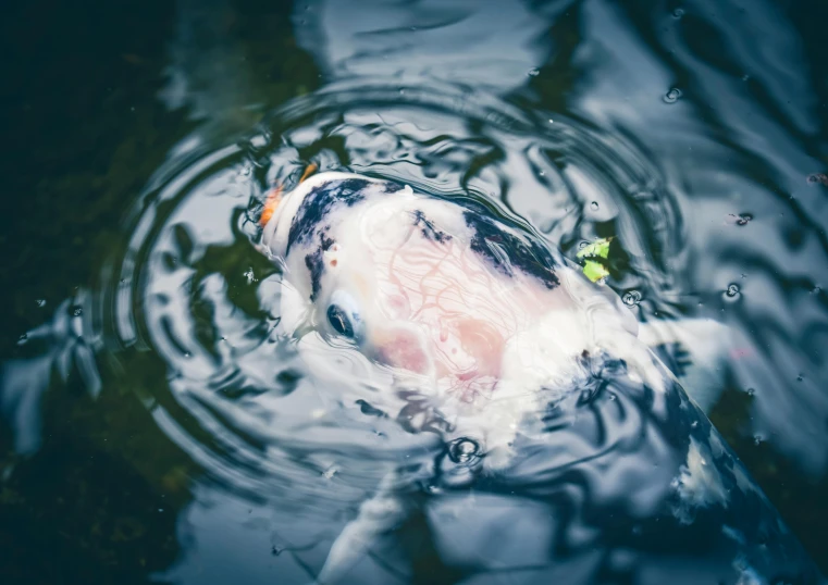 a close up of a fish in a body of water, by Julia Pishtar, unsplash, hurufiyya, milk bath photography, in a pond, chinese, 15081959 21121991 01012000 4k