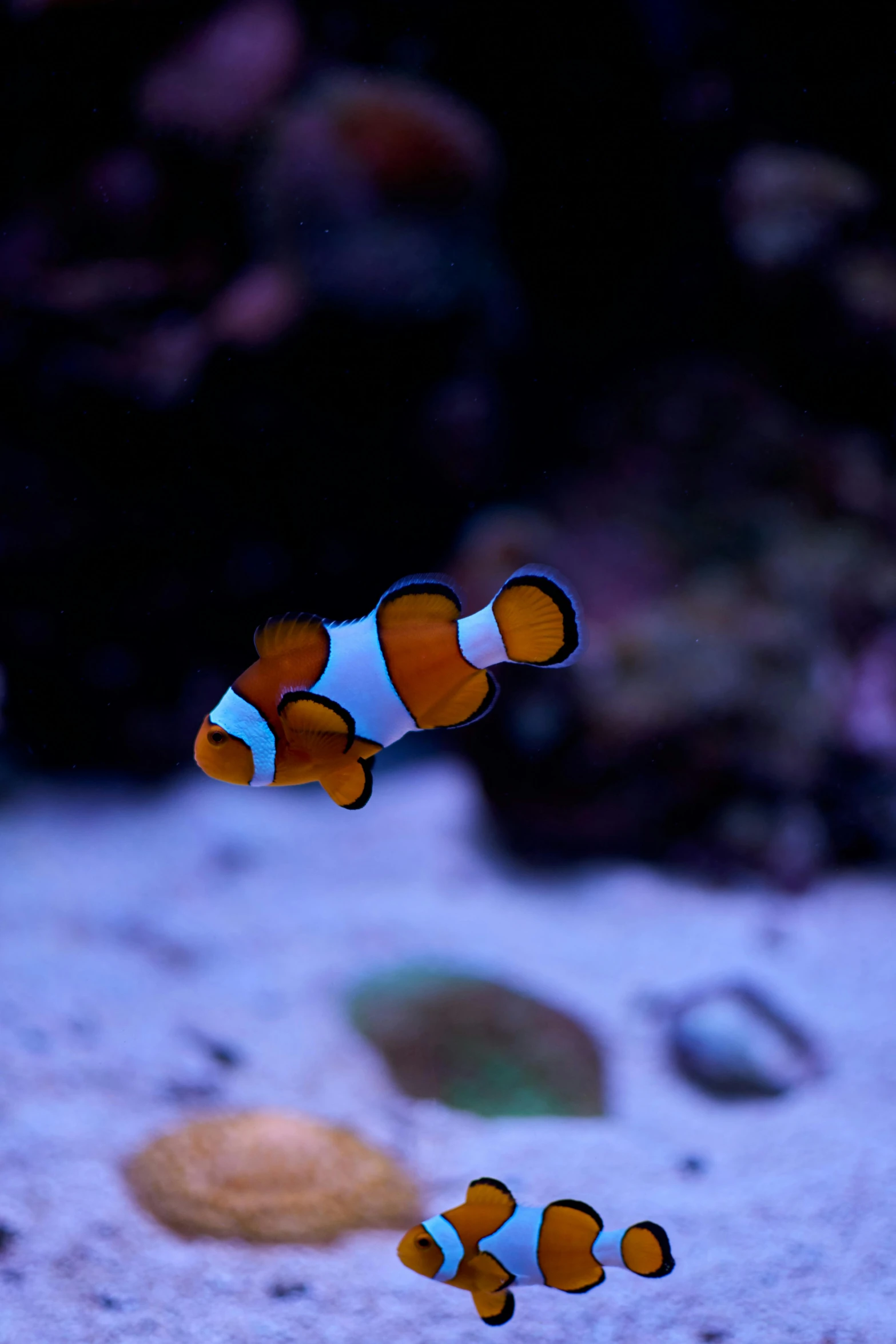 a couple of clown fish swimming in an aquarium, by Reuben Tam, unsplash, purple and blue neons, white and orange, single subject, petite