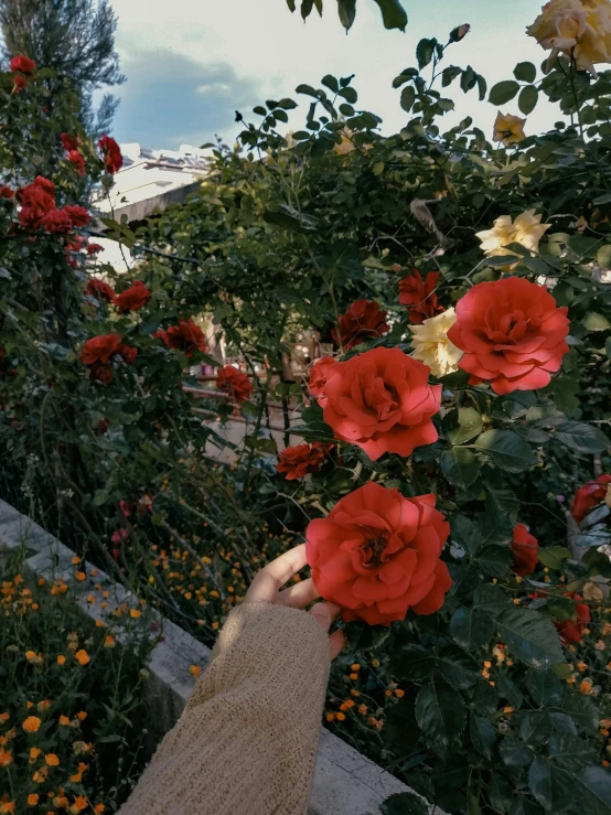 a person holding a bunch of red and yellow roses, a picture, by Anna Haifisch, trending on unsplash, in a garden of a house, ✨🕌🌙, an aesthetic field of flowers, red and brown color scheme