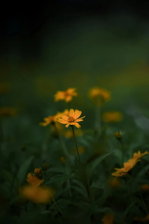 a bunch of yellow flowers sitting on top of a lush green field, unsplash contest winner, minimalism, paul barson, overcast bokeh, cosmos, medium format