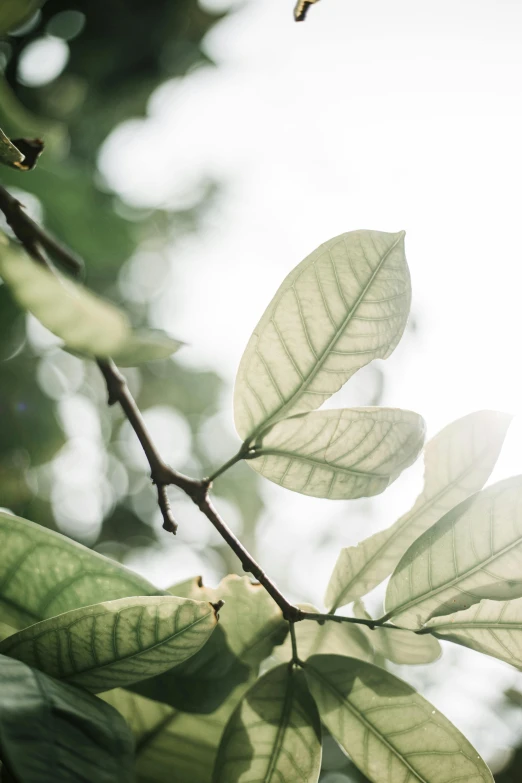 the sun shines through the leaves of a tree, inspired by Elsa Bleda, trending on pexels, minimalism, magnolia big leaves and stems, light green mist, an ancient, botanicals