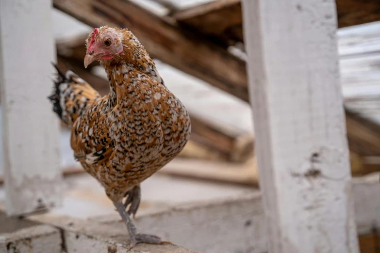 a close up of a chicken on a ledge, a portrait, unsplash, wide shot photo, brown, ornamented, farms