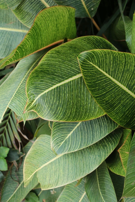 a close up of a plant with green leaves, many golden layers, tropical foliage, huge veins, large highlights