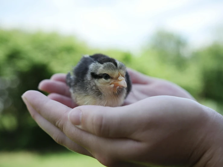 a person holding a small bird in their hand, chicken, facing the camera