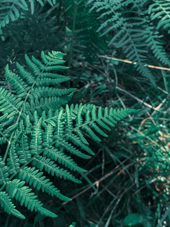 a close up of a plant with green leaves, ferns, shot onfilm, multiple stories, unsplash 4k