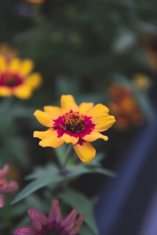 a close up of some yellow and red flowers, unsplash, narrow depth of field, over-shoulder shot, high angle close up shot, attractive photo