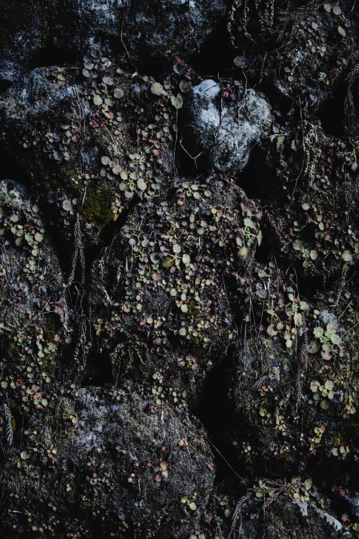 a pile of rocks covered in moss and lichens, an album cover, by Elsa Bleda, unsplash, black slime, ignant, 4 k detail, dark roots