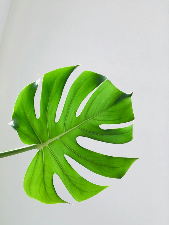 a close up of a leaf of a plant, trending on unsplash, photorealism, monstera deliciosa, on clear background, multiple stories, taken on iphone 1 3 pro