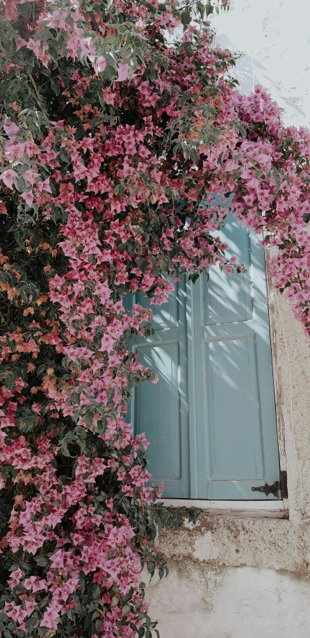 a bunch of pink flowers growing on the side of a building, by Niko Henrichon, unsplash contest winner, door, today\'s featured photograph 4k, low quality photo, overhanging branches