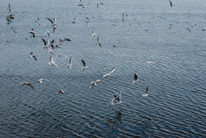 a flock of seagulls flying over a body of water, by Jens Jørgen Thorsen, pexels contest winner, hurufiyya, shot on hasselblad, birds eye, shades of blue and grey, high resolution