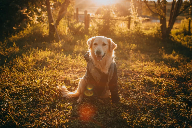 a dog that is sitting in the grass, a picture, by Emma Andijewska, unsplash, single ray of golden sunlight, wearing farm clothes, australian, paul barson