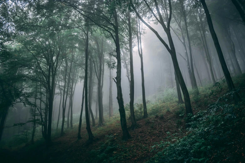 a foggy forest filled with lots of trees, inspired by Elsa Bleda, unsplash contest winner, horror mood, ((trees)), green fog, eucalyptus trees