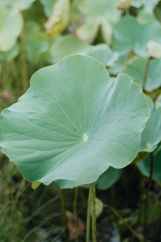 a close up of a plant with many leaves, by Yasushi Sugiyama, hurufiyya, lotus pond, pale bluish skin, alvar aalto, medium-shot