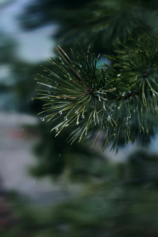 a close up of a pine tree with a blurry background, unsplash, photorealism, rain puddles, background image, high resolution photo, cinematic shot ar 9:16 -n 6 -g