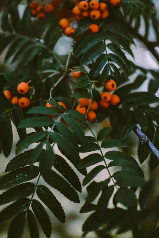 a close up of a bunch of berries on a tree, a picture, inspired by Elsa Bleda, unsplash, orange plants, dark green leaves, low quality photo, high angle shot