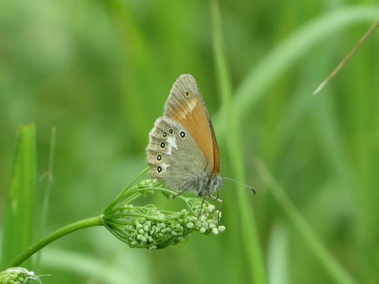 a close up of a butterfly on a flower, in a grass field, muted brown, thumbnail, gypsophila