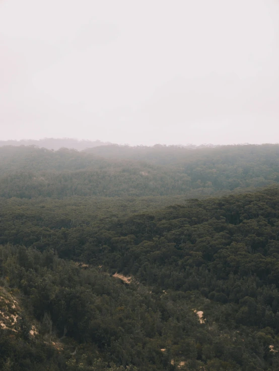 a man flying a kite on top of a lush green hillside, a picture, unsplash contest winner, australian tonalism, foggy forest, panoramic view of girl, view from helicopter, slightly pixelated