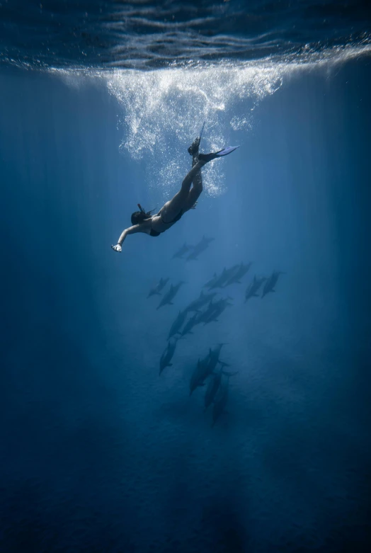 a person swimming in the ocean with a lot of fish, by Will Ellis, unsplash contest winner, romanticism, national geographic photo award, dolphins and swordfish, 8k fine art photography, private moment