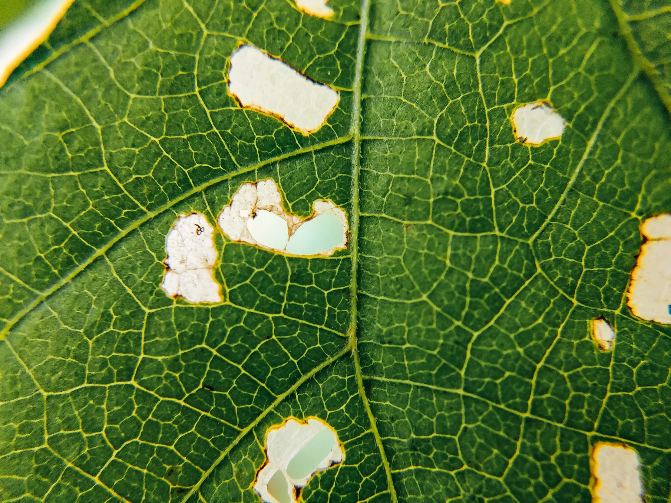 a close up of a green leaf with white spots, by Jan Rustem, hurufiyya, cracked varnish, alessio albi, godray on plants, voronoi