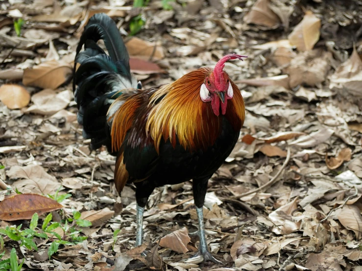 a rooster standing on top of a pile of leaves, by Gwen Barnard, pexels contest winner, sumatraism, in australia, handsome male, 🦩🪐🐞👩🏻🦳, old male